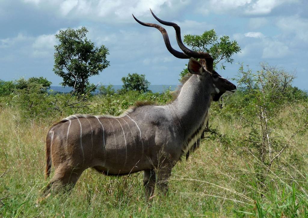 Voyage au cœur du Serengeti : Immersion dans la vie sauvage africaine